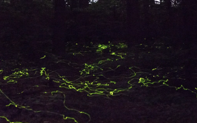 Everything You Need To Know About Blue Ghost Fireflies
